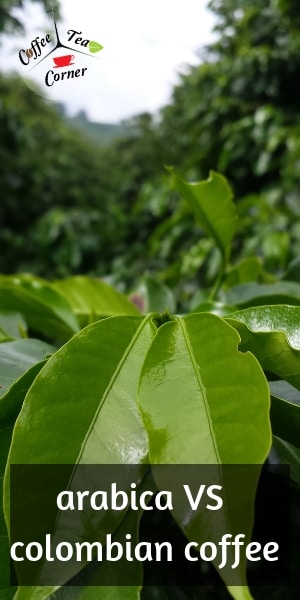 coffee plant