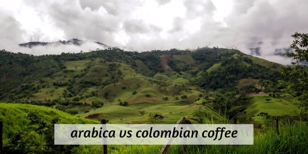 arabica vs caffè colombiano (2)