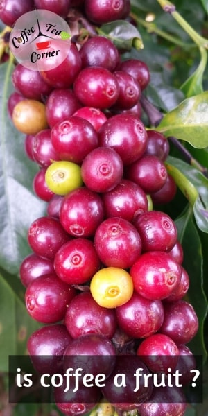 coffee fruit (1)