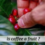 coffee fruit (2)