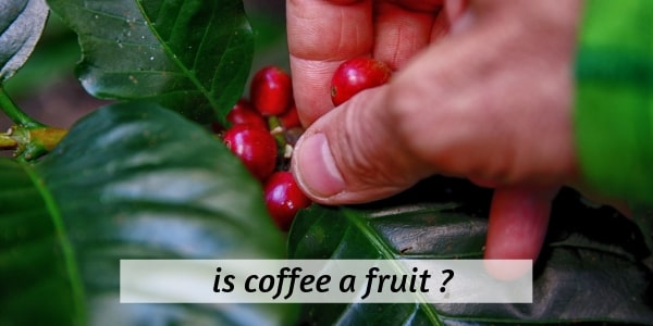 coffee fruit (2)