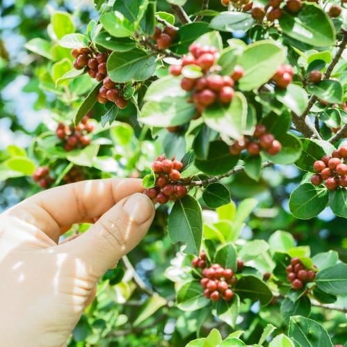 coffee fruit