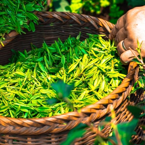 green tea leaves