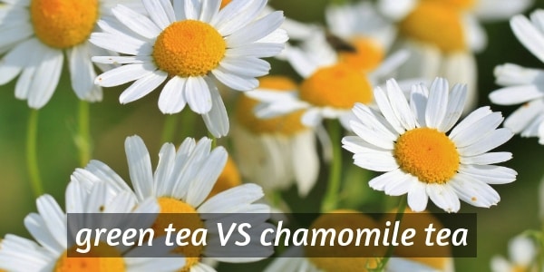 chamomile