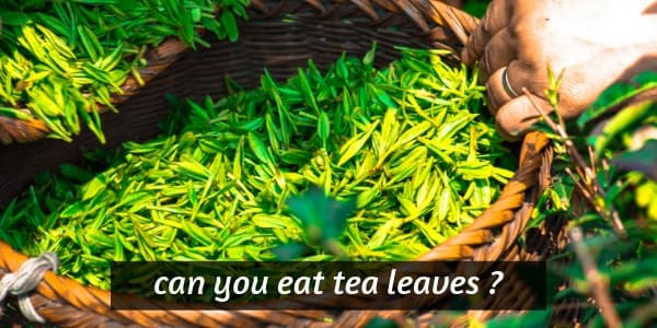 Can You Eat Tea Leaves ? It Might Not Be Worth It, Or Safe