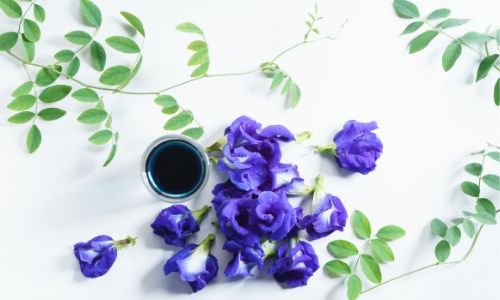 blue tea flower