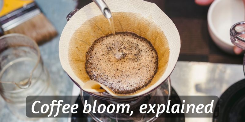 coffee bloom