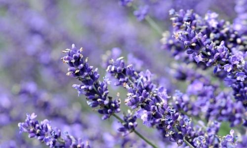 lavender flower