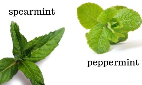 peppermint vs spearmint