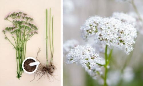 valerian root flower (1)