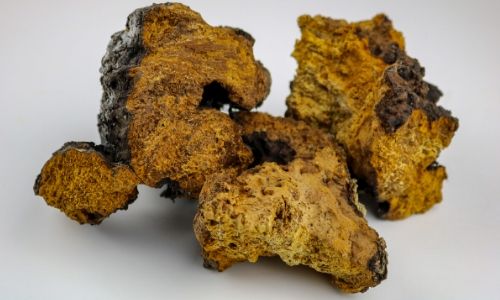 chaga (1)