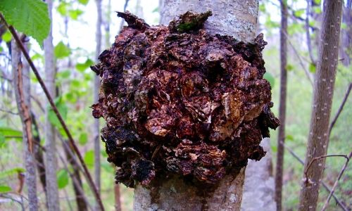 chaga