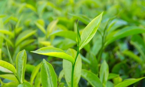japanese chinese green tea (2)