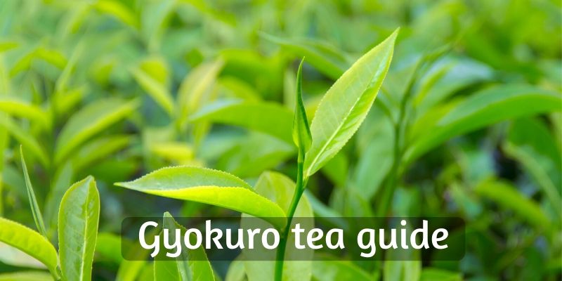 gyokuro tea