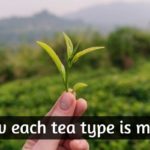 how is tea made