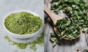 Sencha VS Matcha - 7 Differences To Tell Them Apart