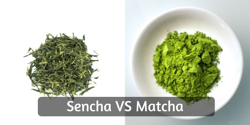 sencha matcha