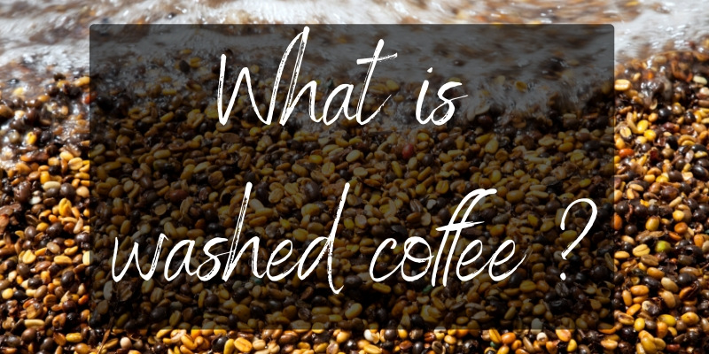 washed coffee